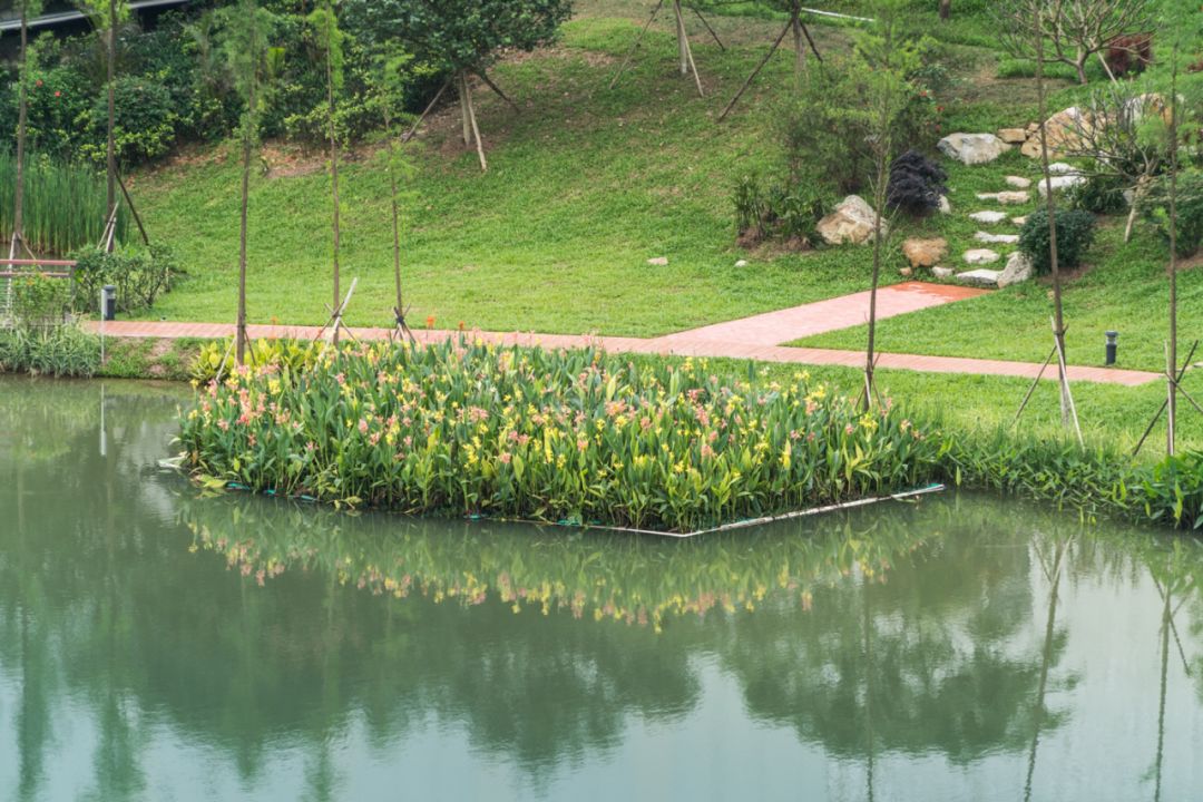 清遠飛來峽海綿公園生態(tài)浮床.jpg
